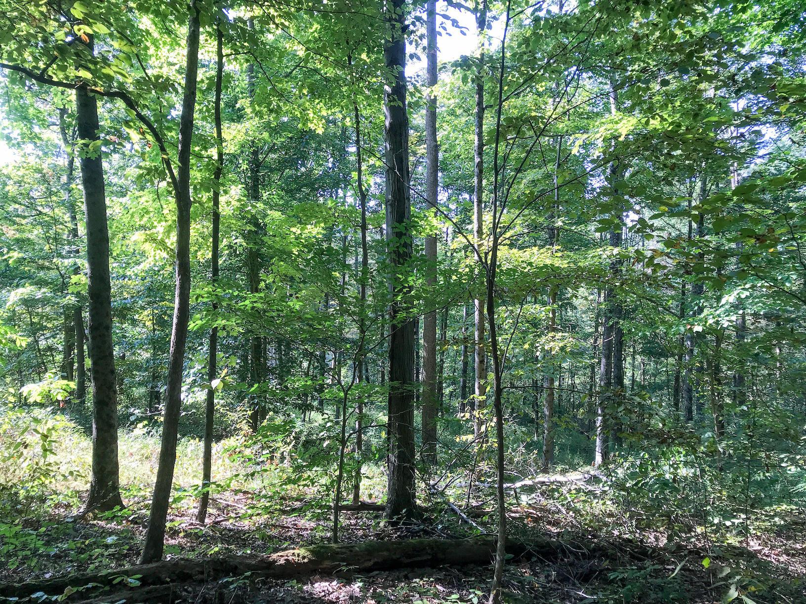 16487 Flint Ridge Road Southeast Hopewell, OH 43746 - Photo 11 of 42