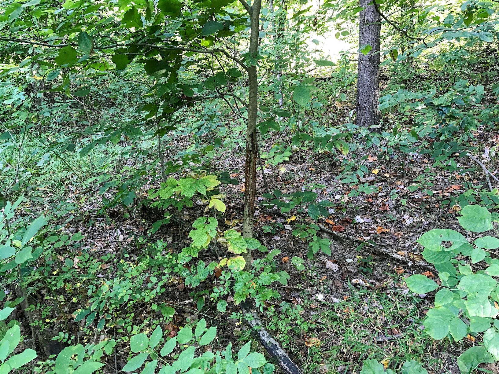16487 Flint Ridge Road Southeast Hopewell, OH 43746 - Photo 18 of 42