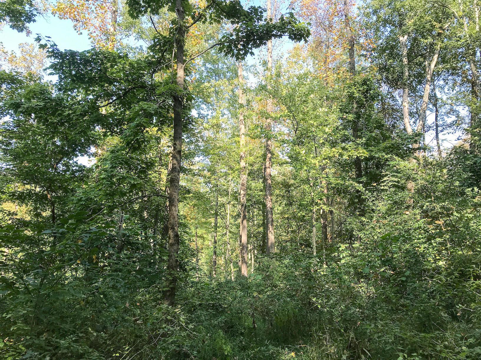 16487 Flint Ridge Road Southeast Hopewell, OH 43746 - Photo 19 of 42