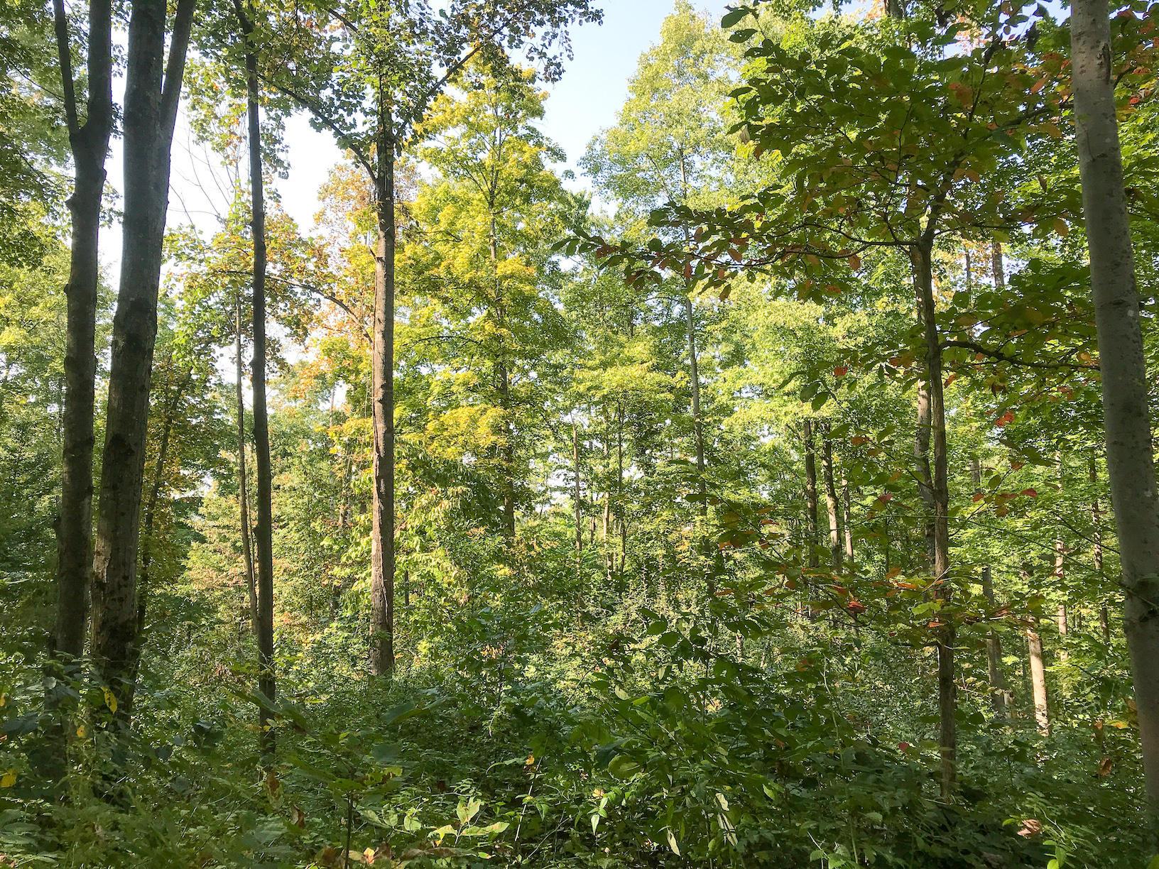 16487 Flint Ridge Road Southeast Hopewell, OH 43746 - Photo 20 of 42