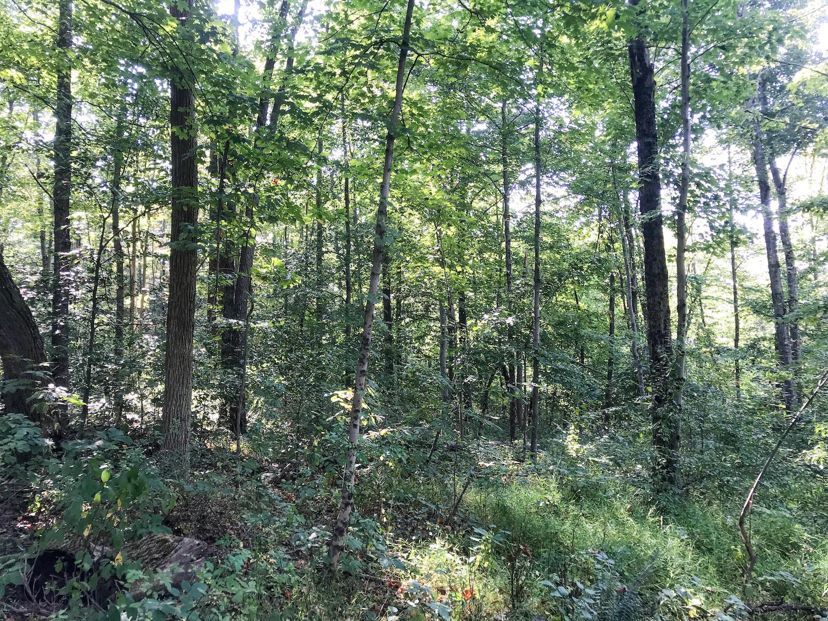 16487 Flint Ridge Road Southeast Hopewell, OH 43746 - Photo 29 of 42