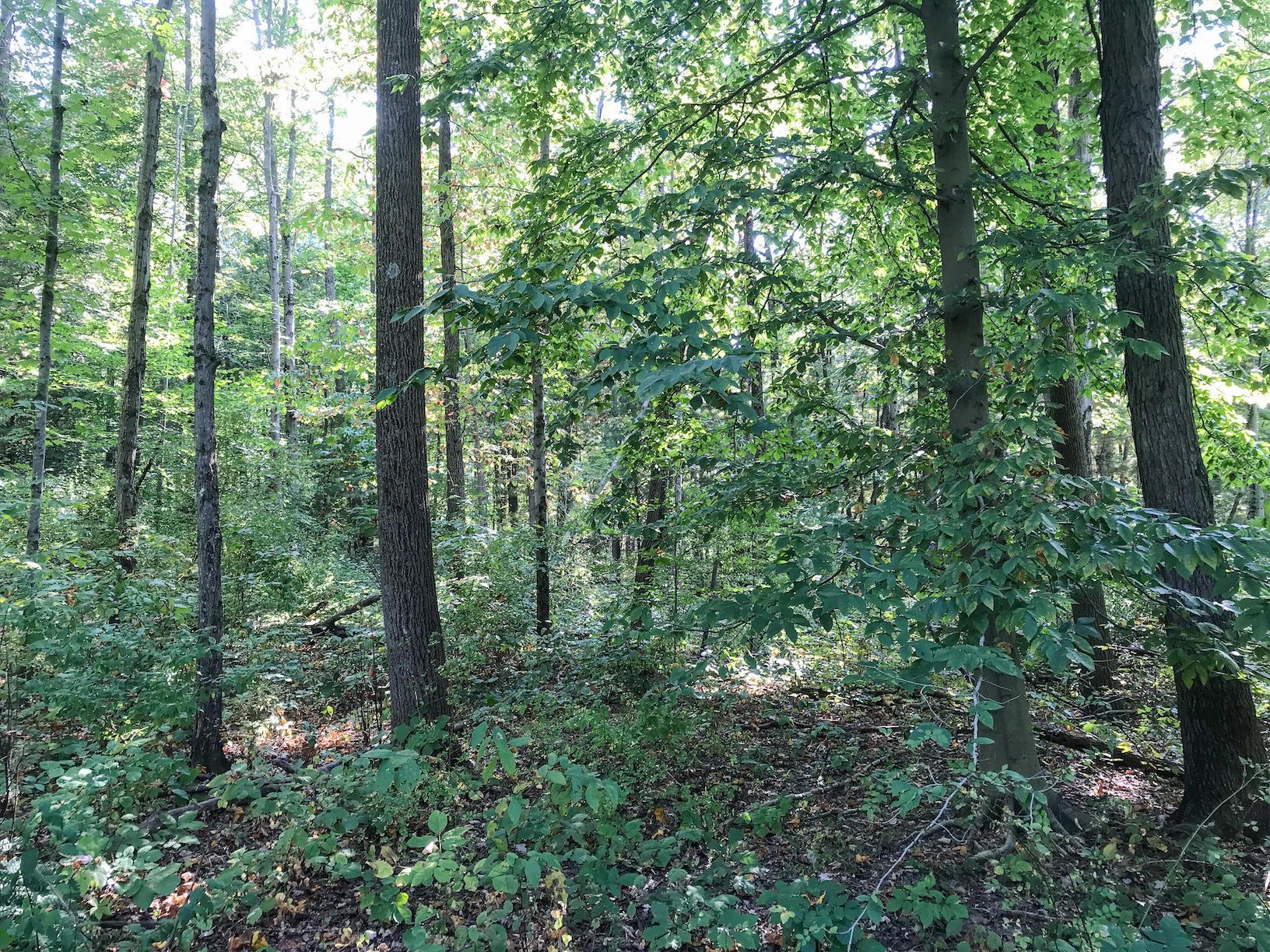 16487 Flint Ridge Road Southeast Hopewell, OH 43746 - Photo 32 of 42