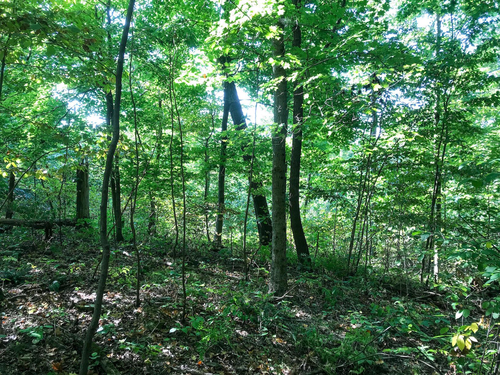 16487 Flint Ridge Road Southeast Hopewell, OH 43746 - Photo 10 of 42