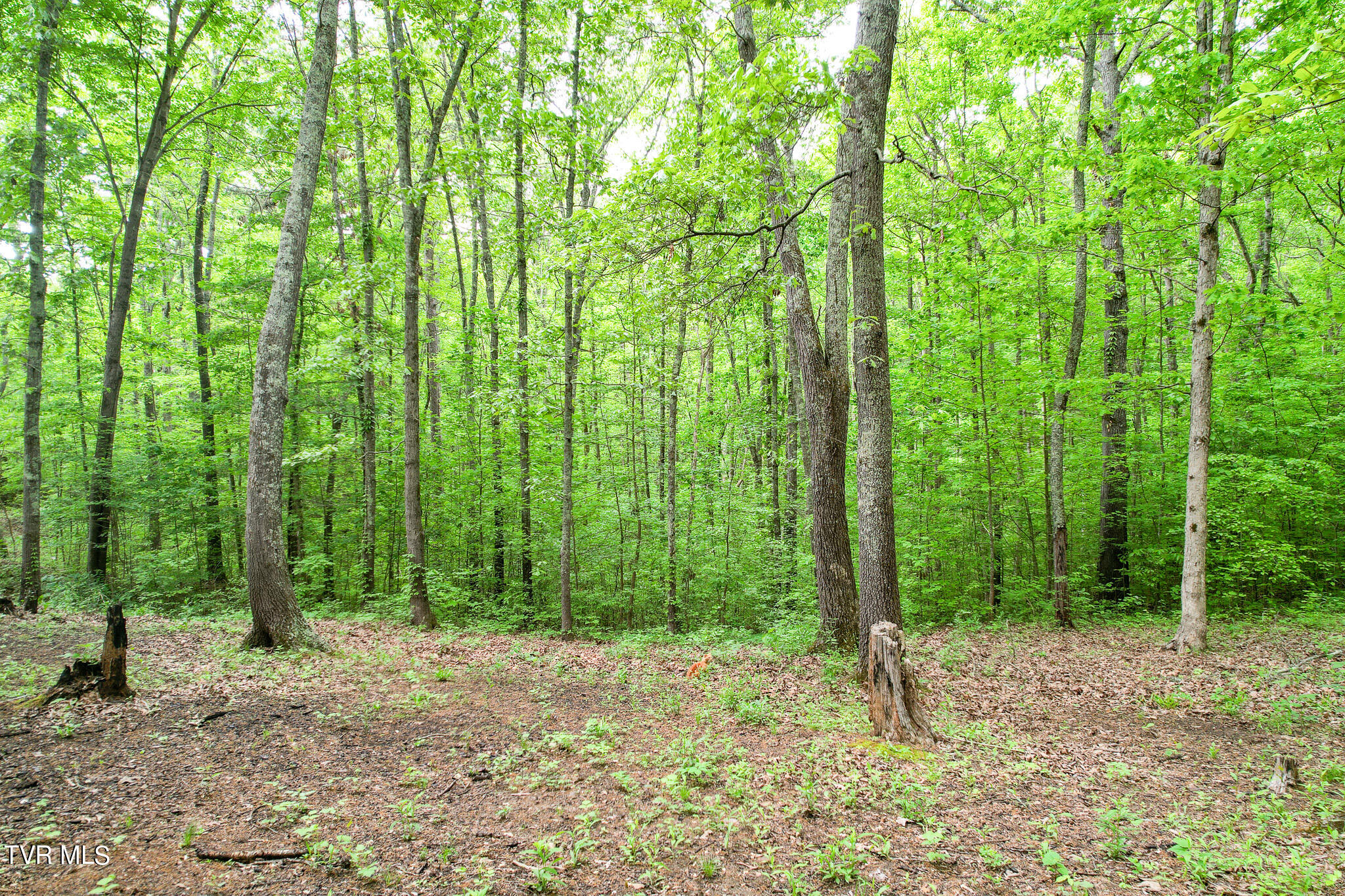 3362 Pates Hill Road Mosheim, TN 37818 - Photo 38 of 40 DJI_0647
