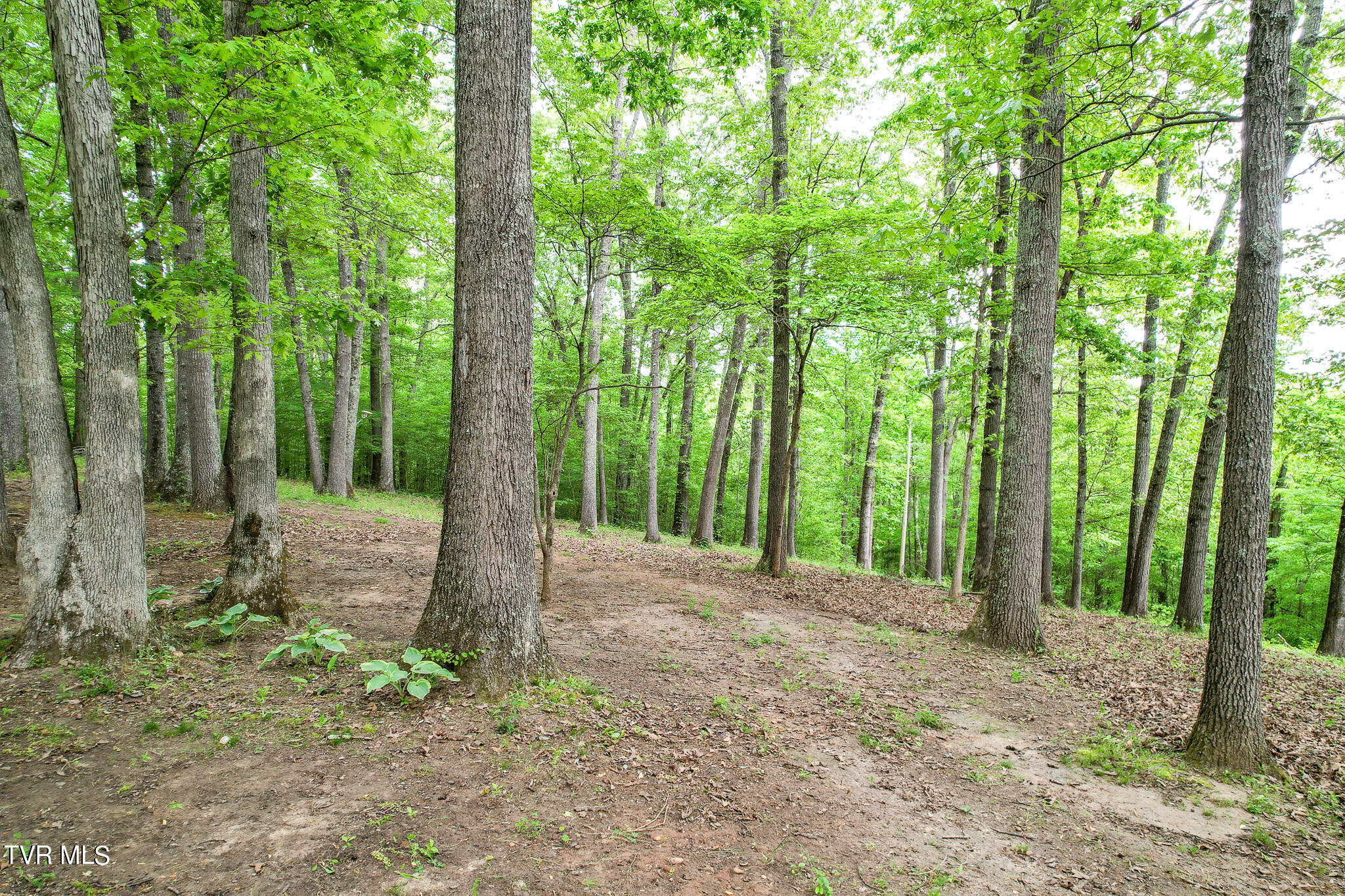 3362 Pates Hill Road Mosheim, TN 37818 - Photo 40 of 40 DJI_0626