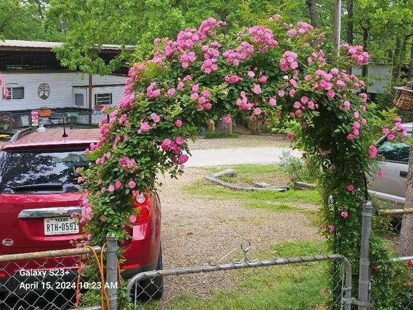 a picture of flowers