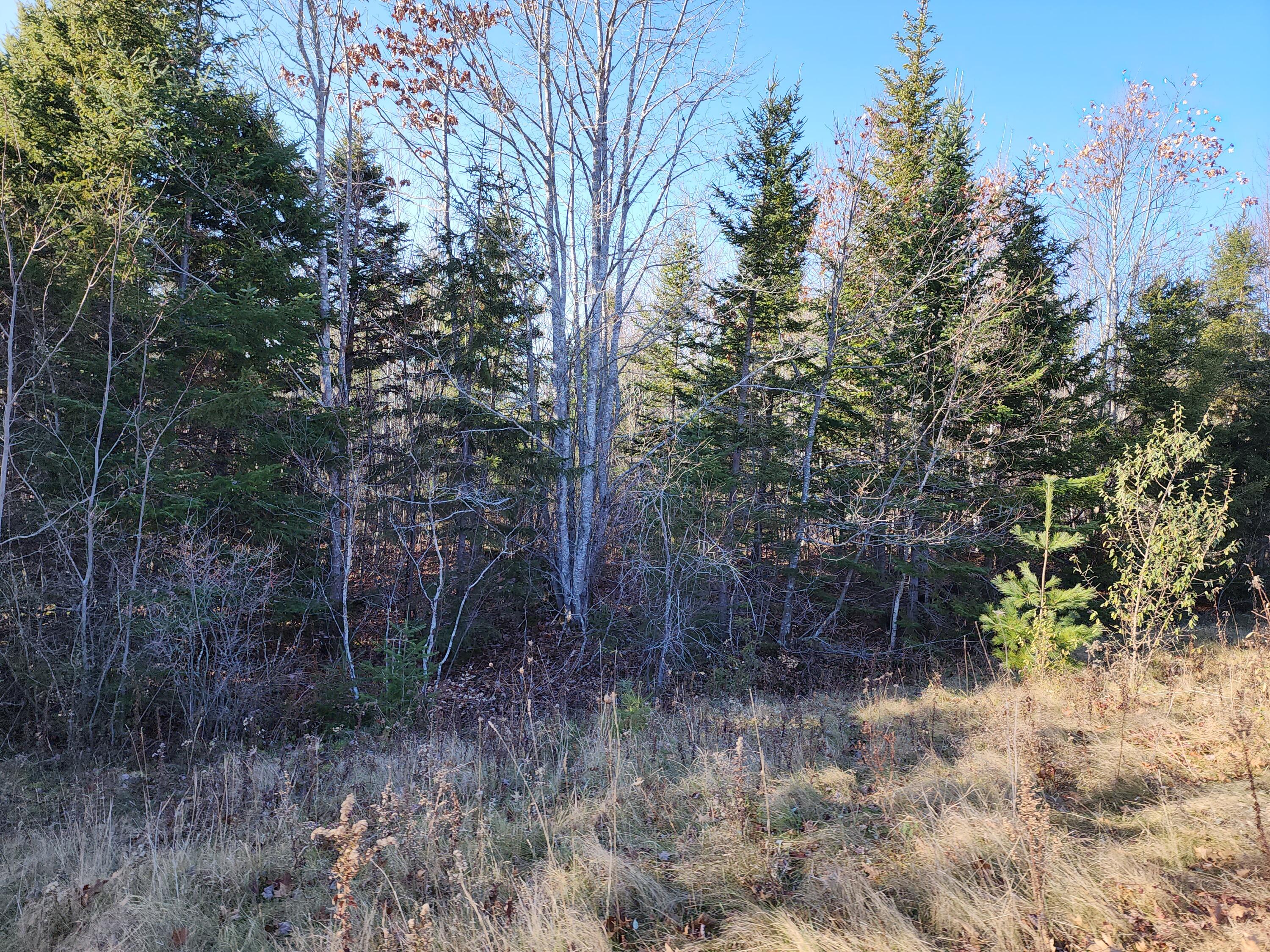 40 Sandy Ridge Lane Searsport, ME 04974 - Photo 4 of 9 20231121_131235