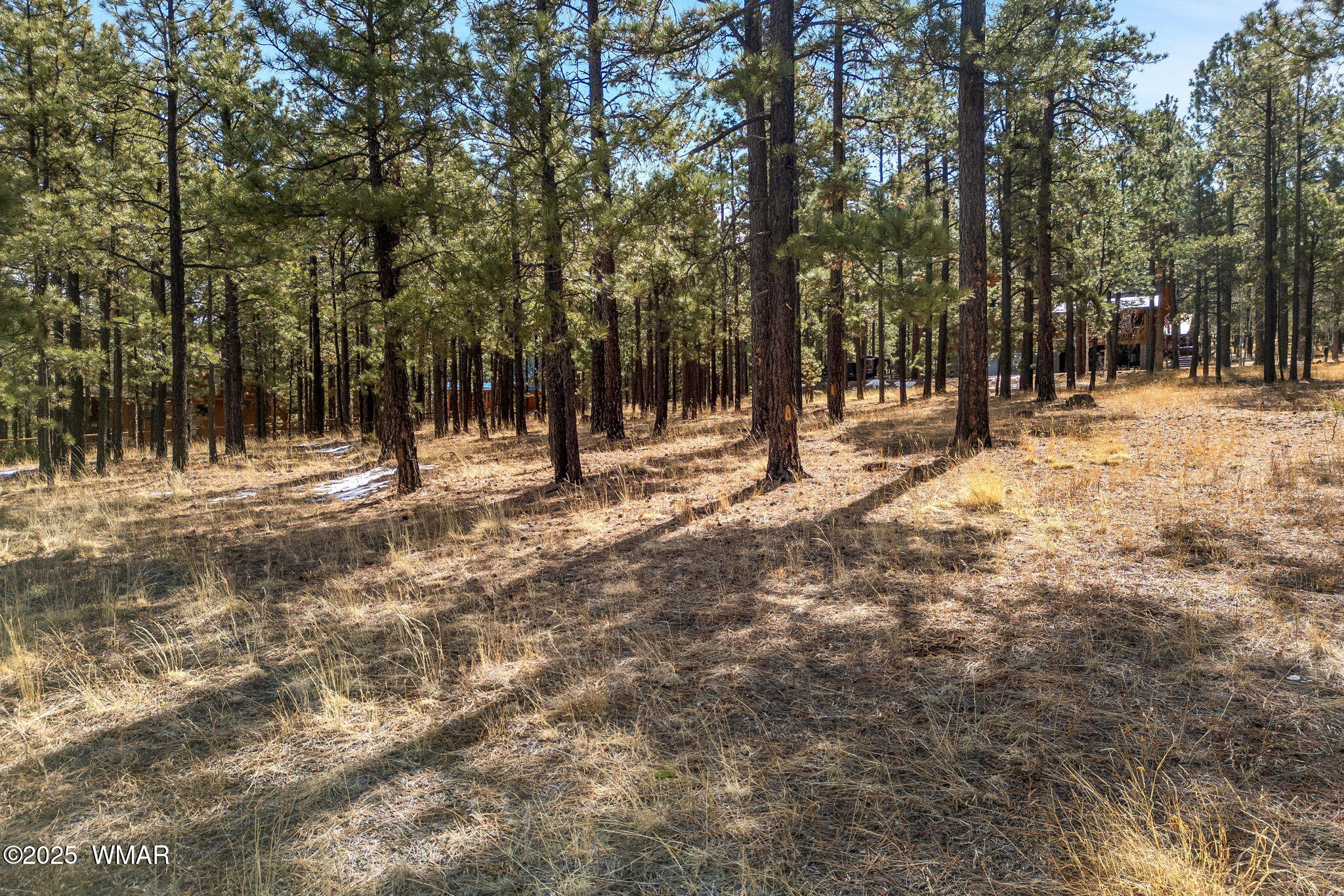 3 N1062 Greer, AZ 85927 - Photo 3 of 15 a view of road with trees