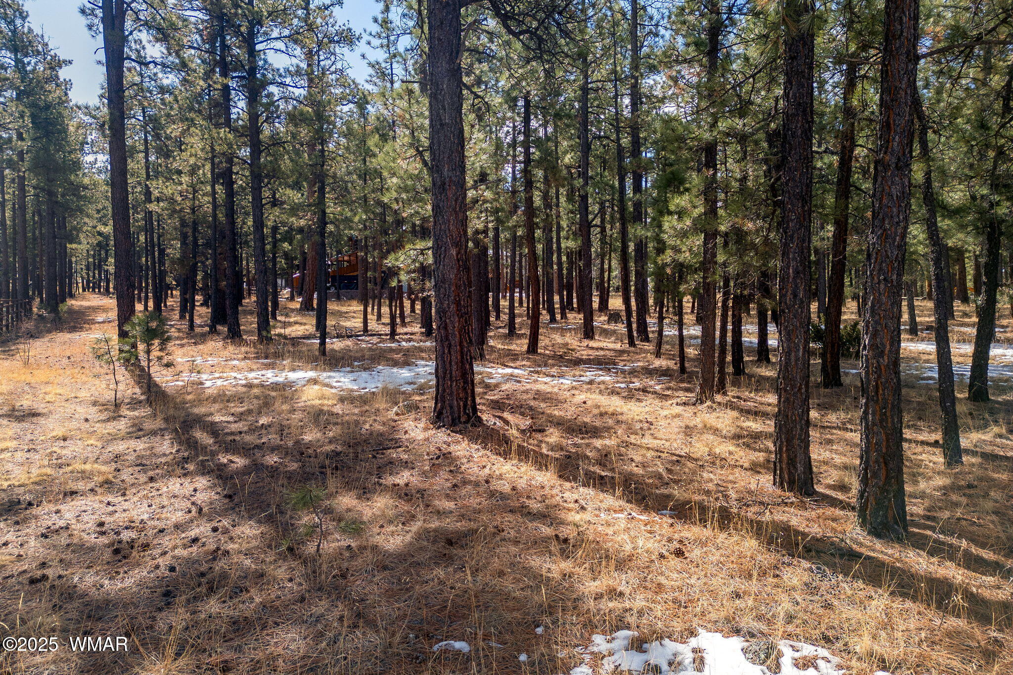 3 N1062 Greer, AZ 85927 - Photo 6 of 15 a view of outdoor space with trees