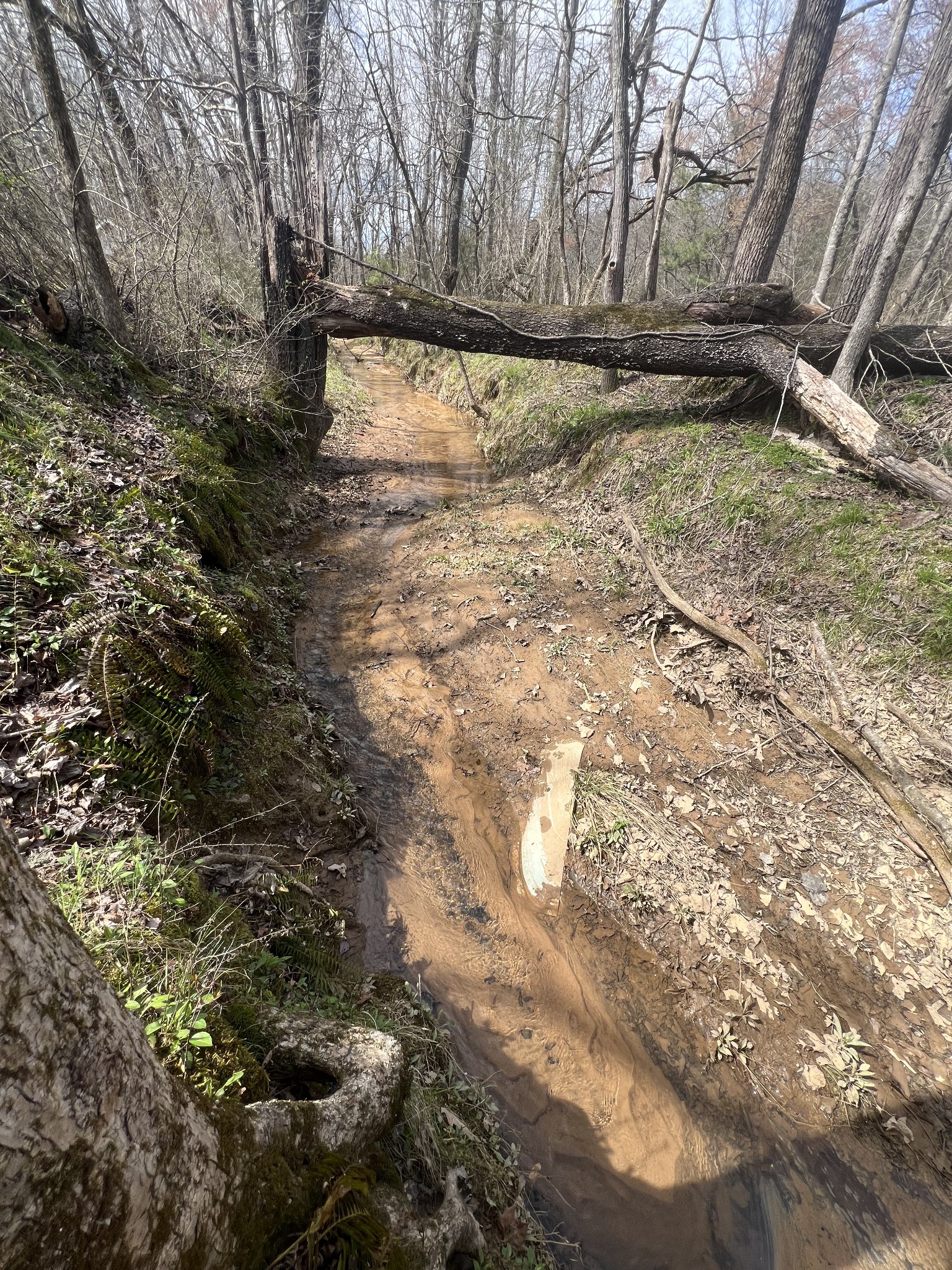 351 Malone Cemetery Road Finger, TN 38334 - Photo 5 of 16 a view of yard