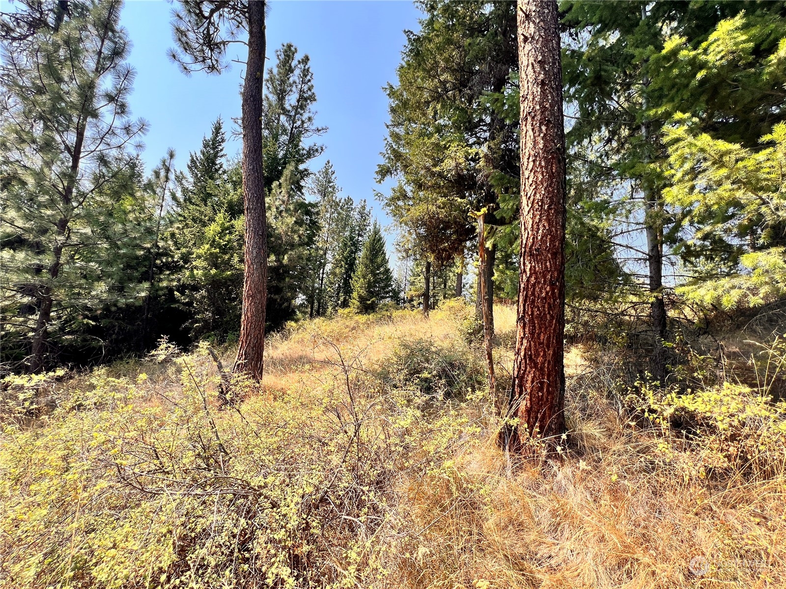 193 Stacy Road Republic, WA 99166 - Photo 11 of 28 Gallery Image 11