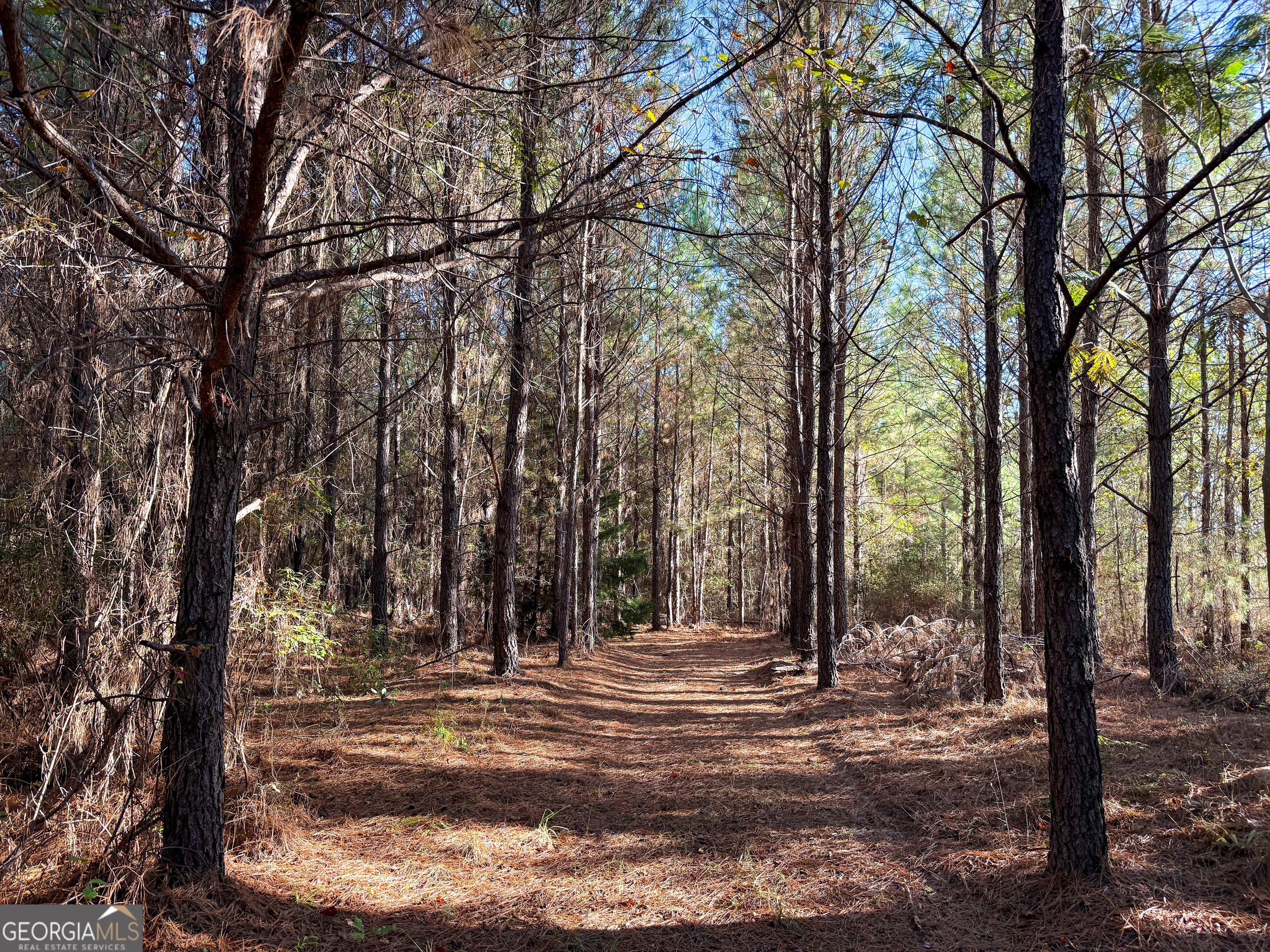 0 Raymond Wilkes Road Rockledge, GA 30454 - Photo 9 of 9 a view of a tree with a yard