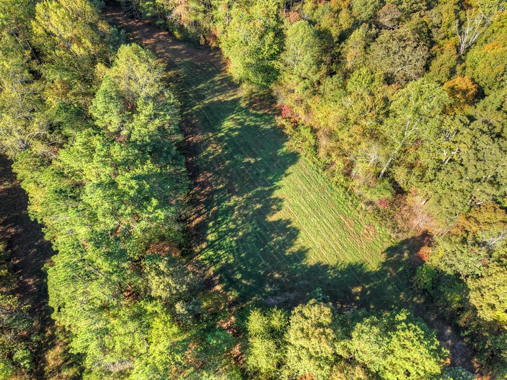 523 Long Branch Road Ranger, GA 30734 - Photo 5 of 56 a close up of a tree