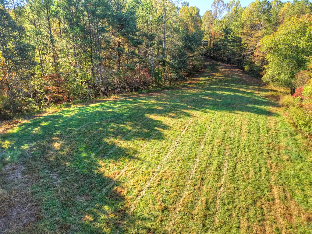 523 Long Branch Road Ranger, GA 30734 - Photo 6 of 56 a view of a yard with large trees