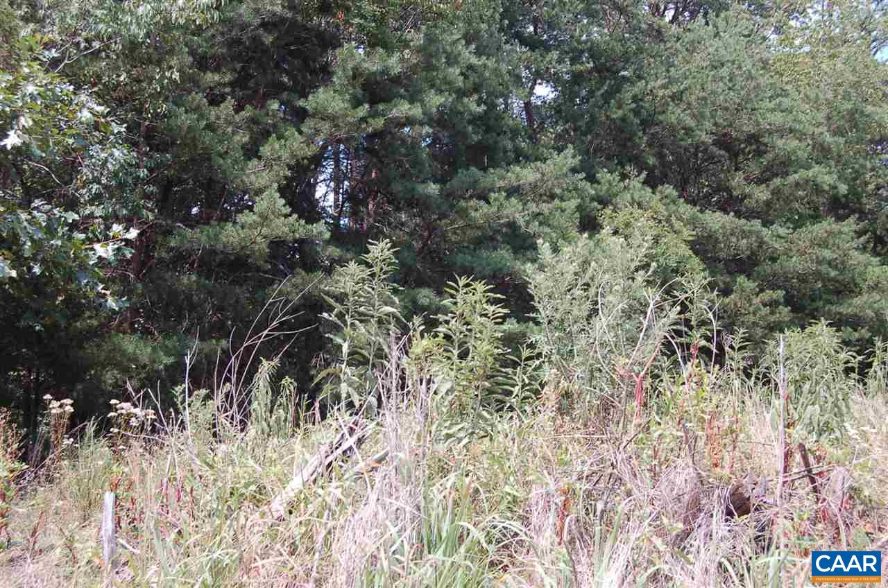 0 Castle Rock Road Afton, VA 22920 - Photo 3 of 3 a view of a forest with a tree
