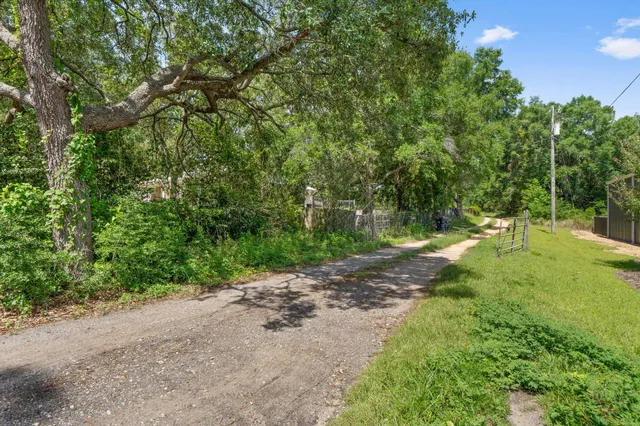 a view of a yard with plants and large trees
