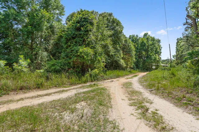 a view of a yard with plants and trees
