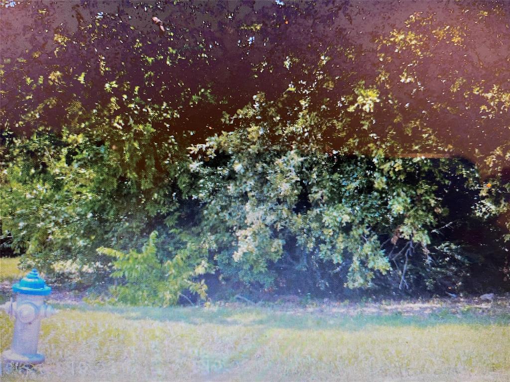 3503 East Overton Road Dallas, TX 75216 - Photo 3 of 4 a picture of tree