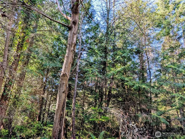 a view of a forest