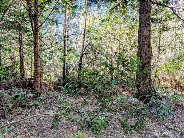 a view of forest