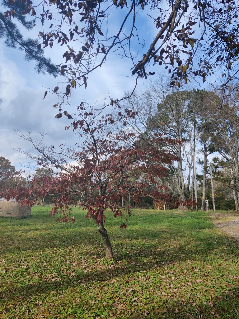 6266 Old Calhoun Falls Road Calhoun Falls, SC 29628 - Photo 15 of 33 Gallery Image 15