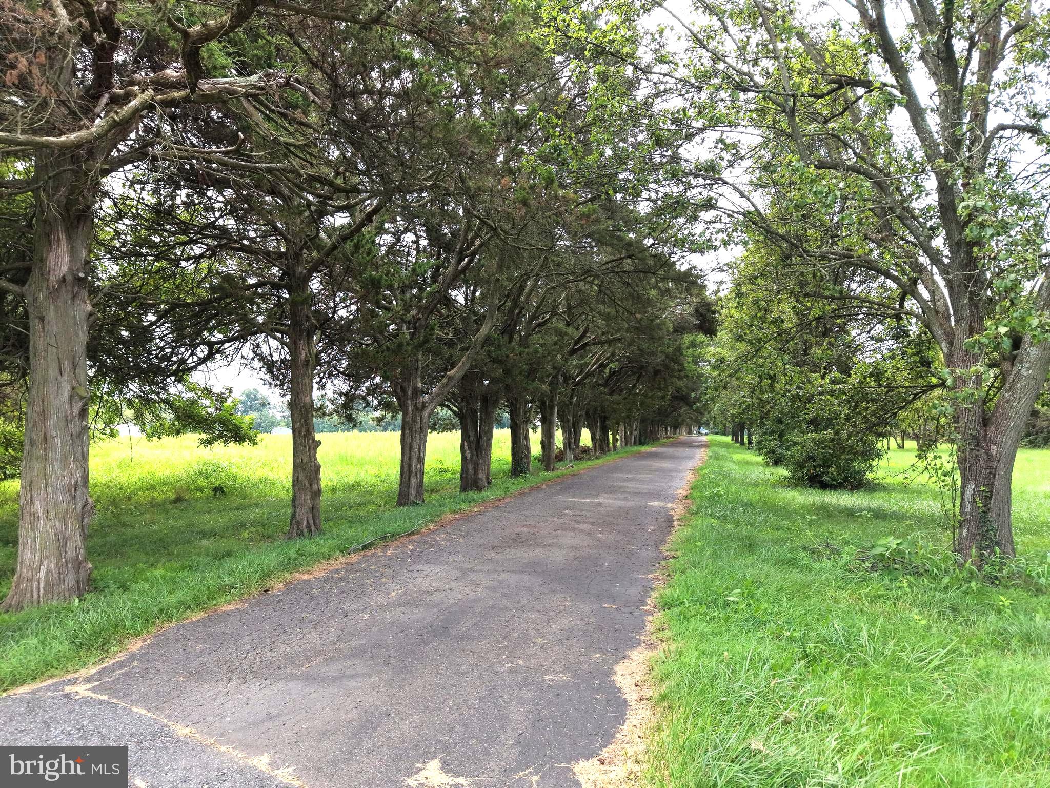 56 Sanitarium Road Bridgeton, NJ 08302 - Photo 8 of 140 Long private driveway