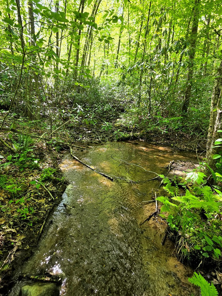 795 Porter Field Gap Road Robbinsville, NC 28771 - Photo 55 of 105