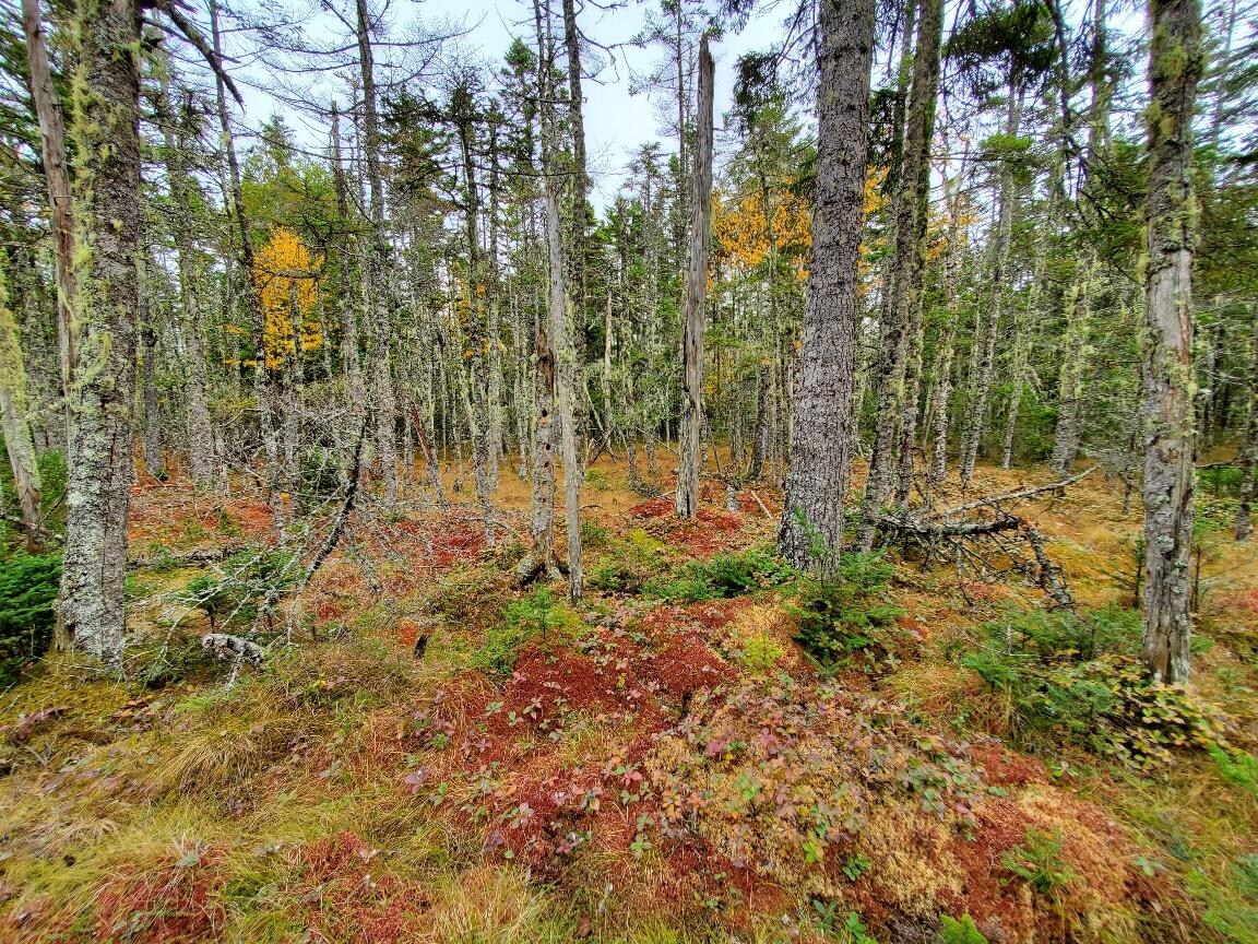 Lot 7 South Ocean Road Machiasport, ME 04655 - Photo 14 of 44 interior across road
