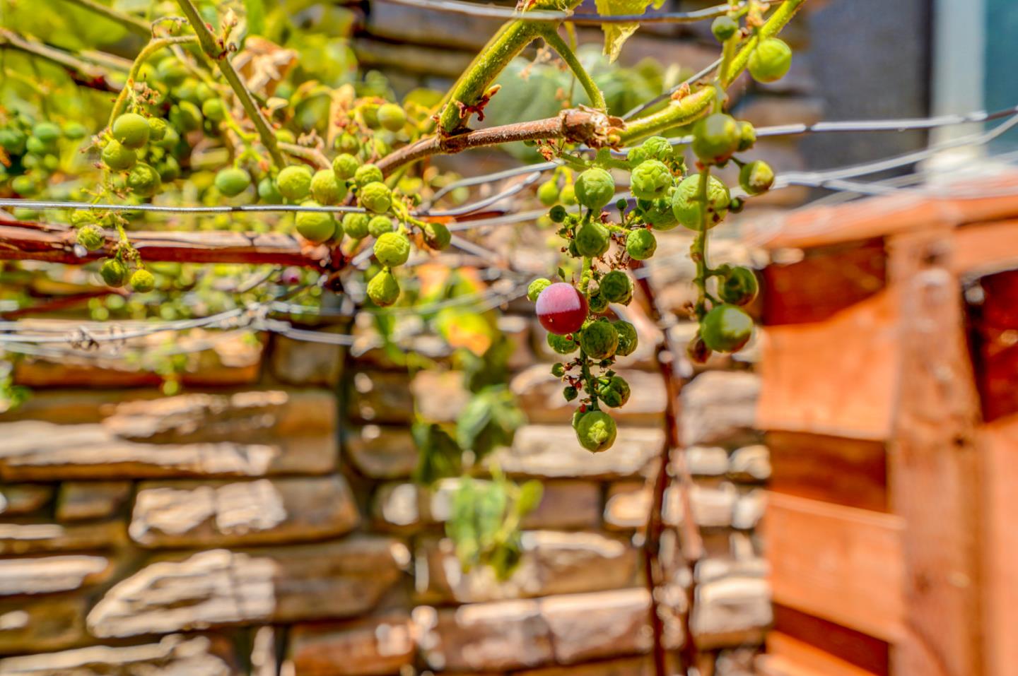 3546 Sequoia Common Fremont, CA 94536 - Photo 21 of 25 a vase of flowers sitting on a table