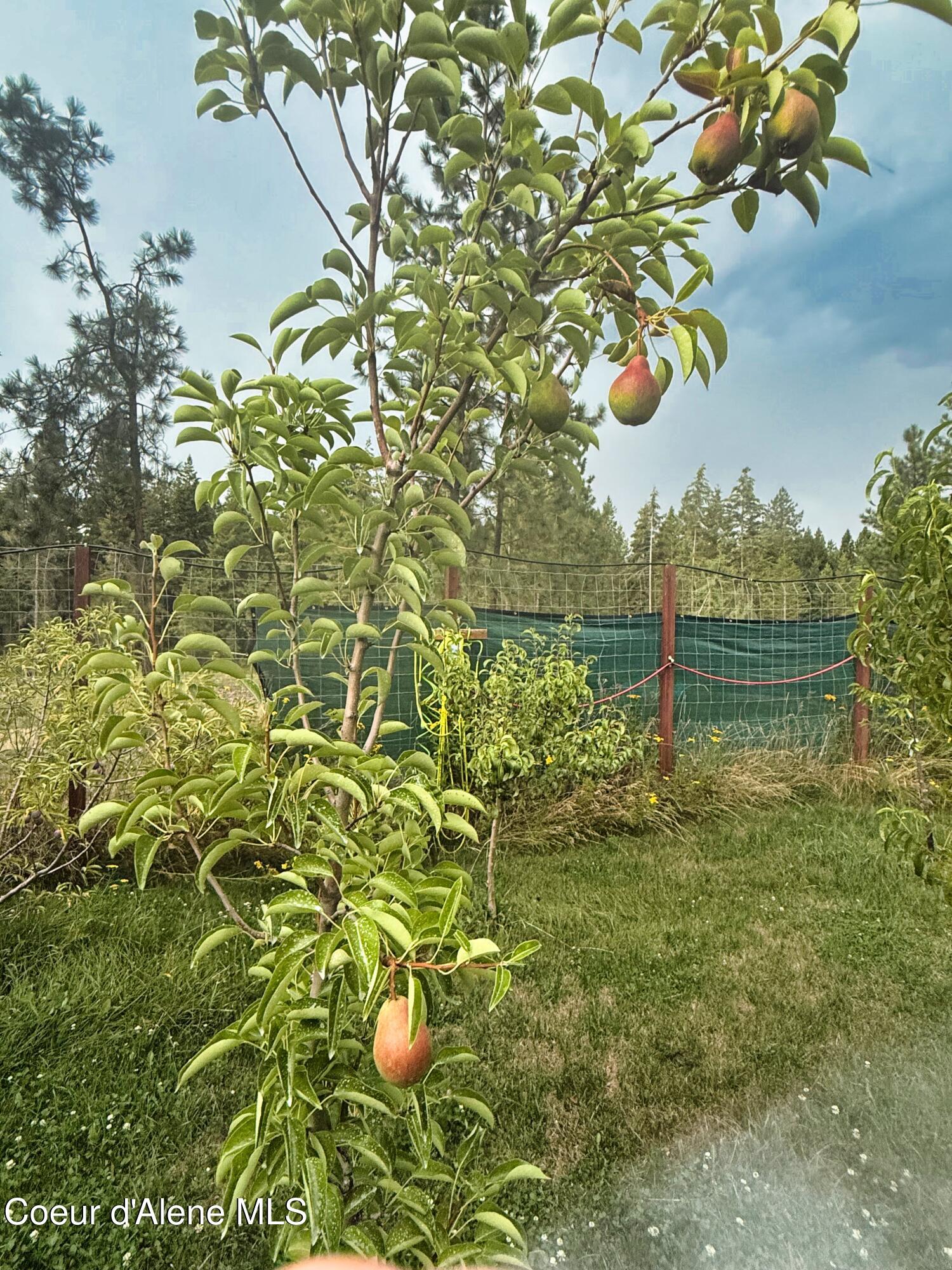 295 Glacier Road Bonners Ferry, ID 83805 - Photo 36 of 39 IMG_2213