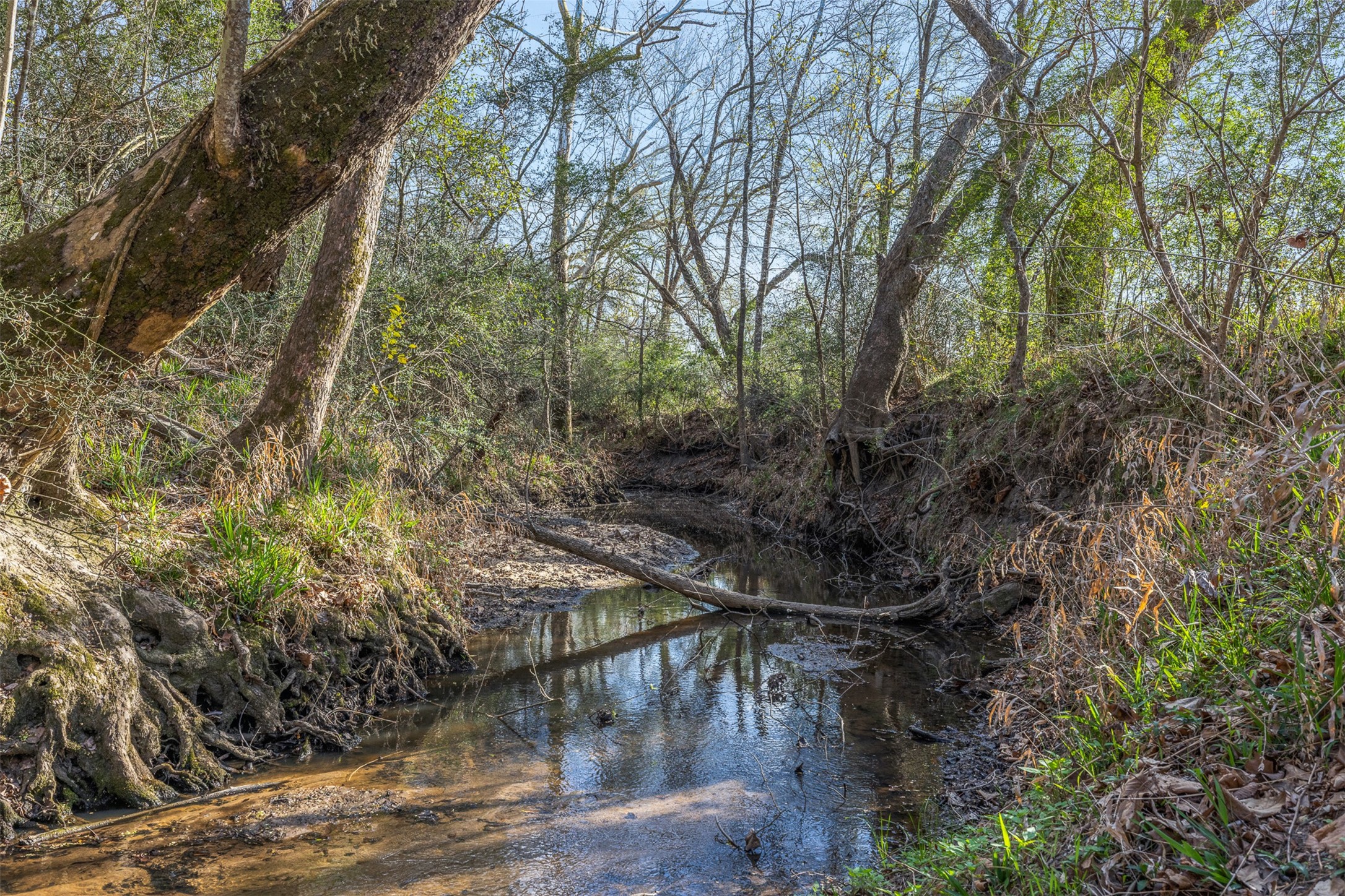 15294 Lake Road Bellville, TX 77418 - Photo 34 of 50 Ives Creek frontage