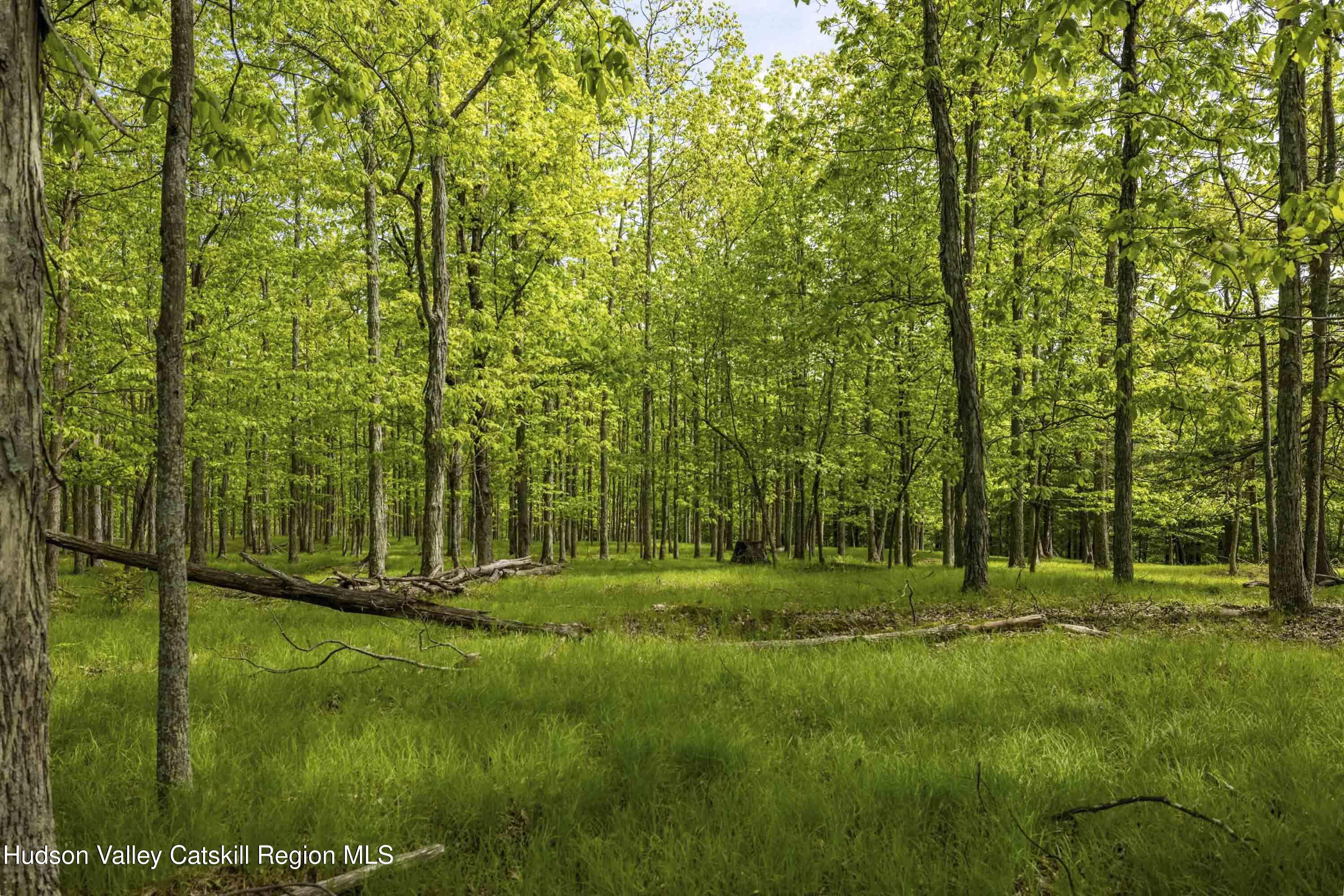 8 Forest Camp Road Grahamsville, NY 12740 - Photo 12 of 19 a view of a park