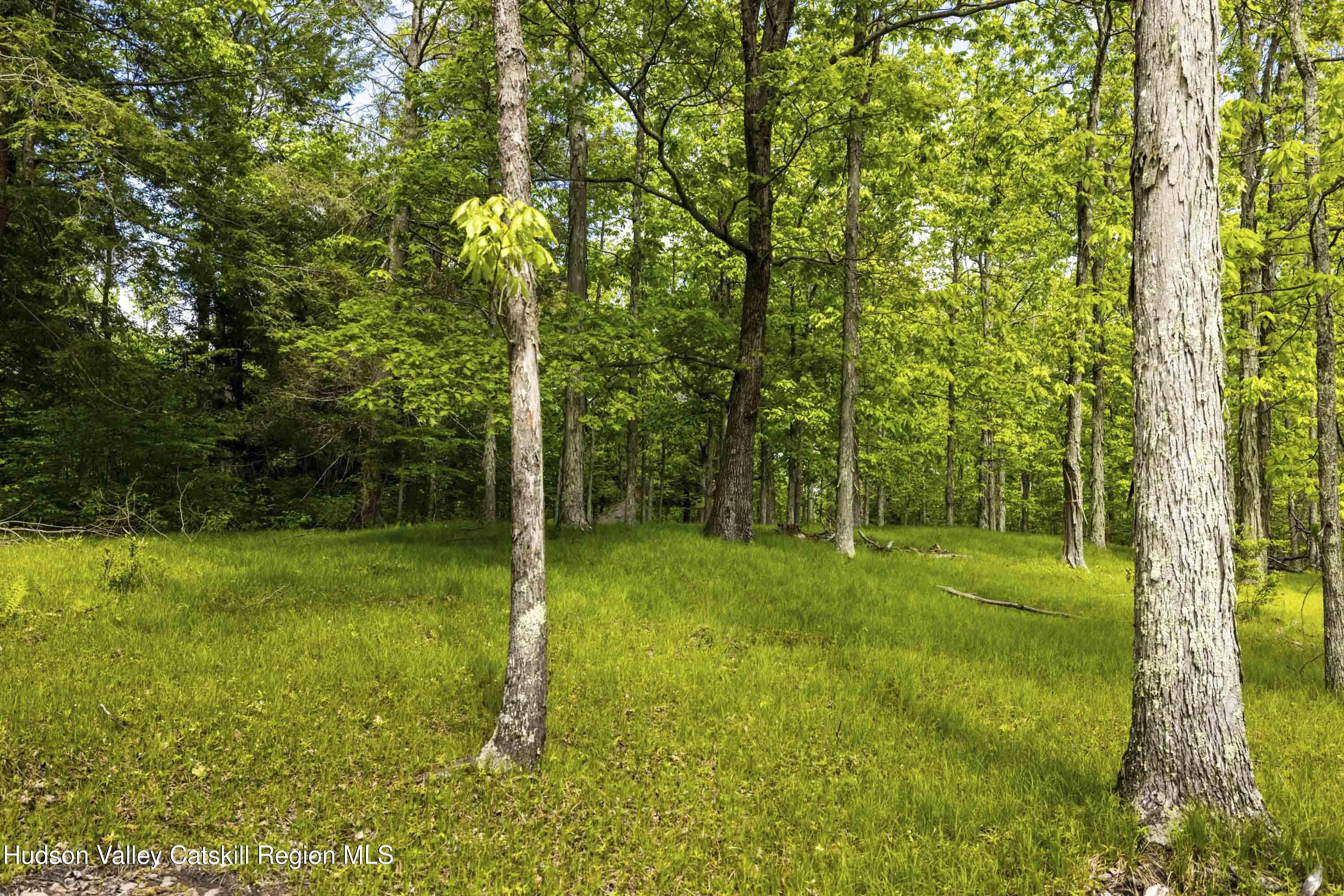 8 Forest Camp Road Grahamsville, NY 12740 - Photo 9 of 19 a view of a trees with a yard