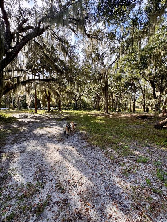 0 Clinton Cemetery Road Edgewater, FL 32141 - Photo 24 of 32
