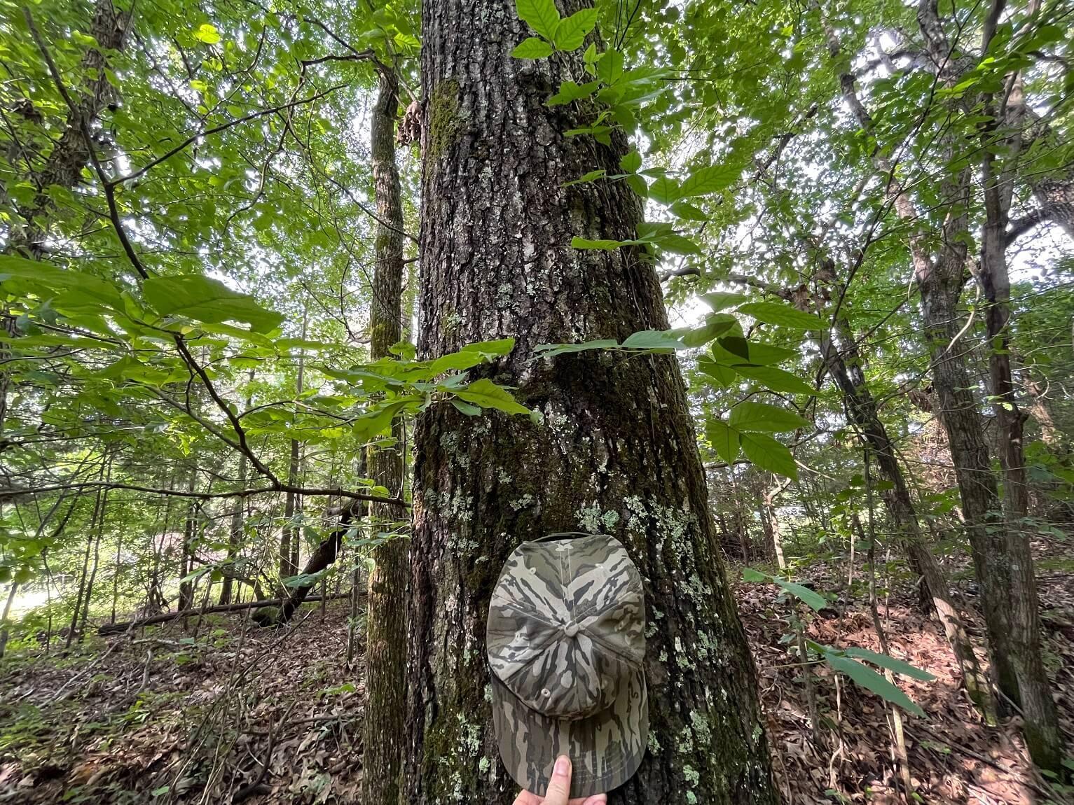 Hudspeth Road Hickory Flat, MS 38633 - Photo 8 of 28 Gallery Image 8