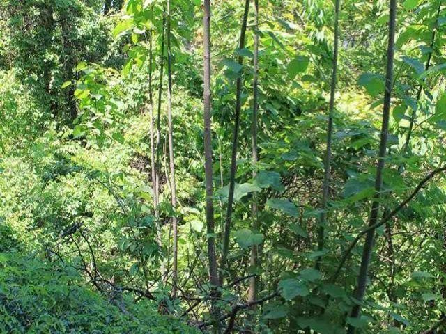 0 Stans Road Gatlinburg, TN 37738 - Photo 3 of 5 Gallery Image 3
