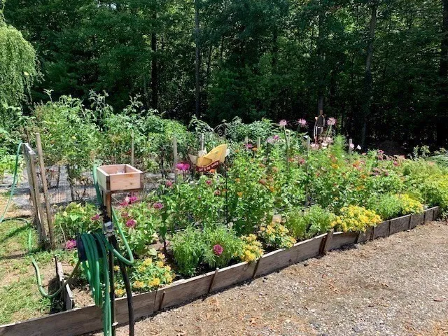 a view of a flower in a garden