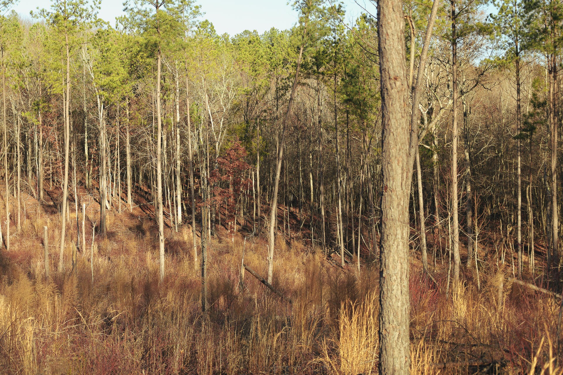 0 Hobe Colbaugh Road Decatur, TN 37322 - Photo 24 of 50 Gallery Image 24