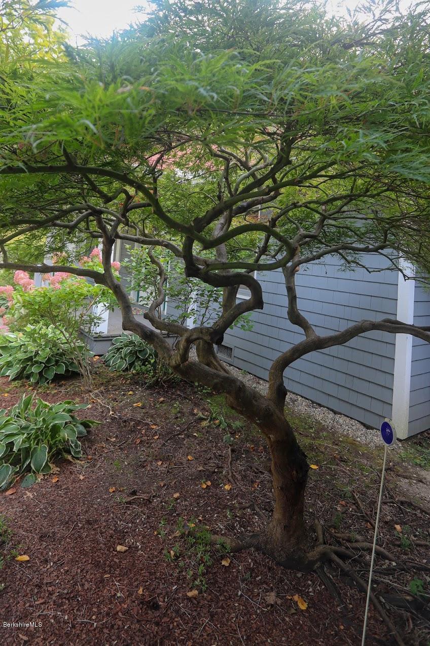 11 Prospect Hill Road, Unit 2 Stockbridge, MA 01262 - Photo 41 of 53 a view of a backyard with plants