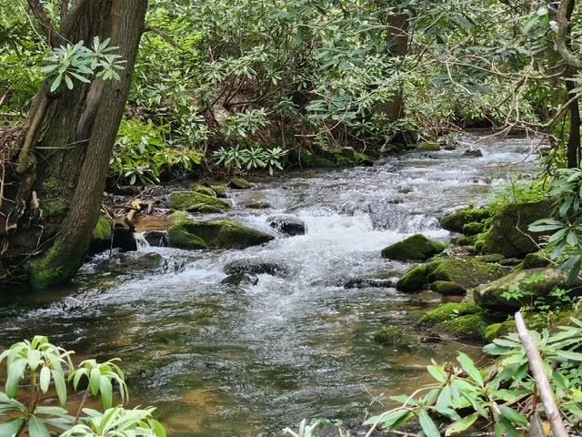 a view of a lush green forest with lots of trees
