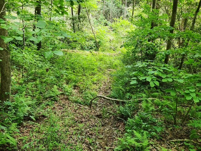 25 Cashes Valley Cherry Log, GA 30522 - Photo 2 of 5 a view of a lush green forest with lots of trees