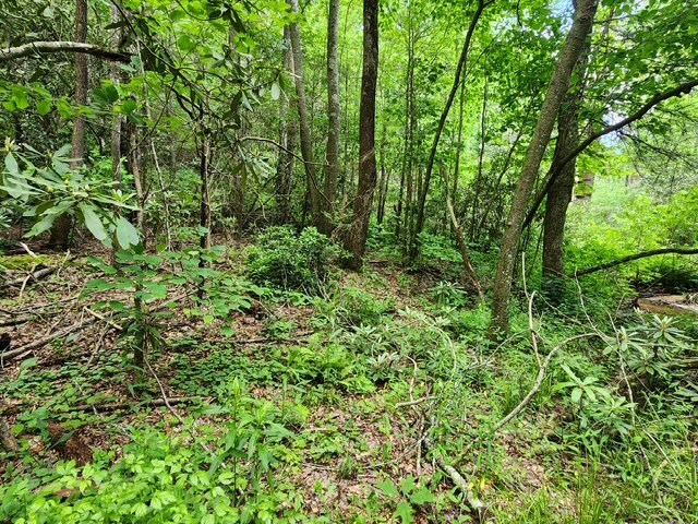 25 Cashes Valley Cherry Log, GA 30522 - Photo 3 of 5 a view of a lush green forest