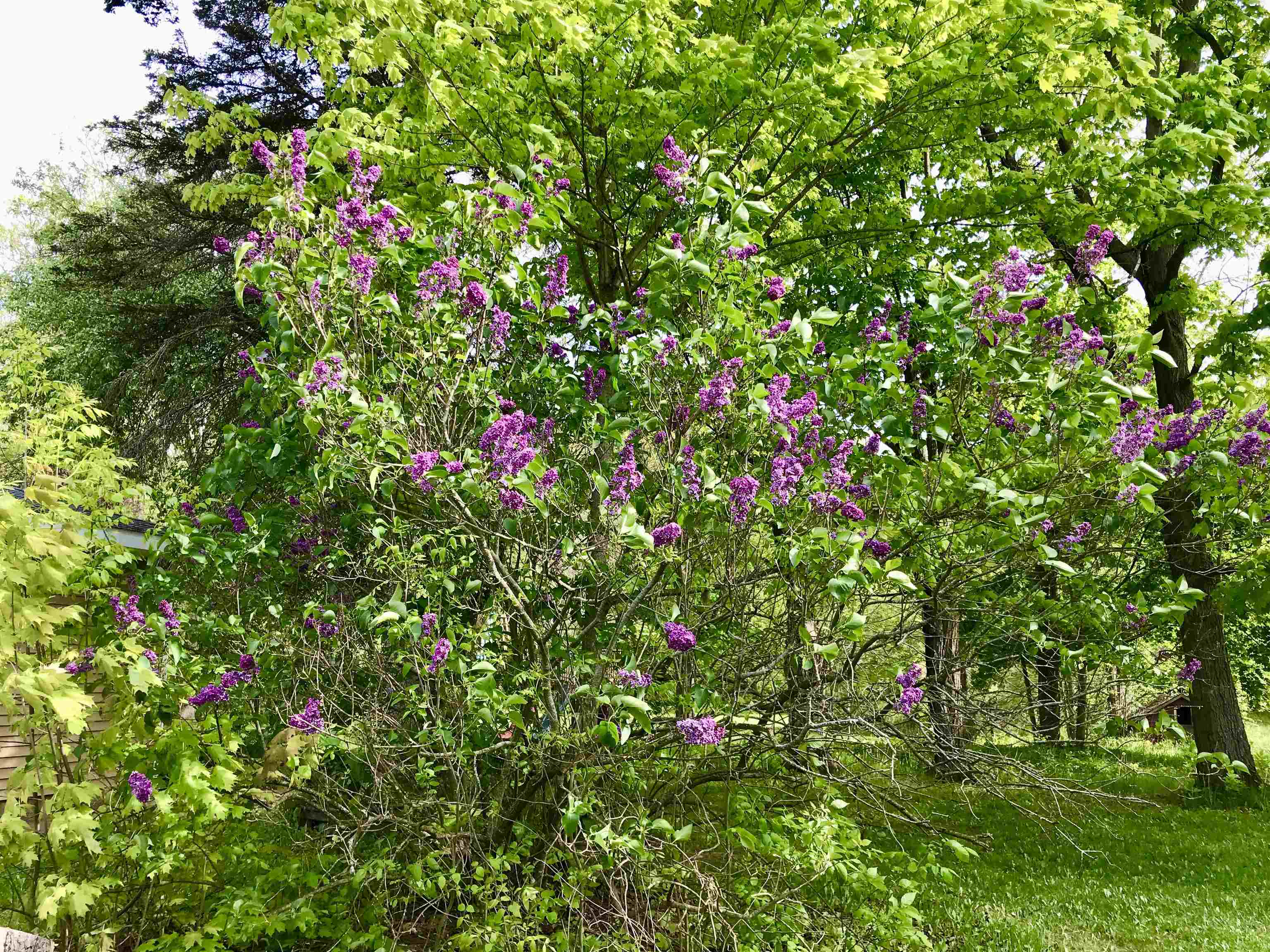 700-702 East Remus Road Mount Pleasant, MI 48858 - Photo 35 of 84