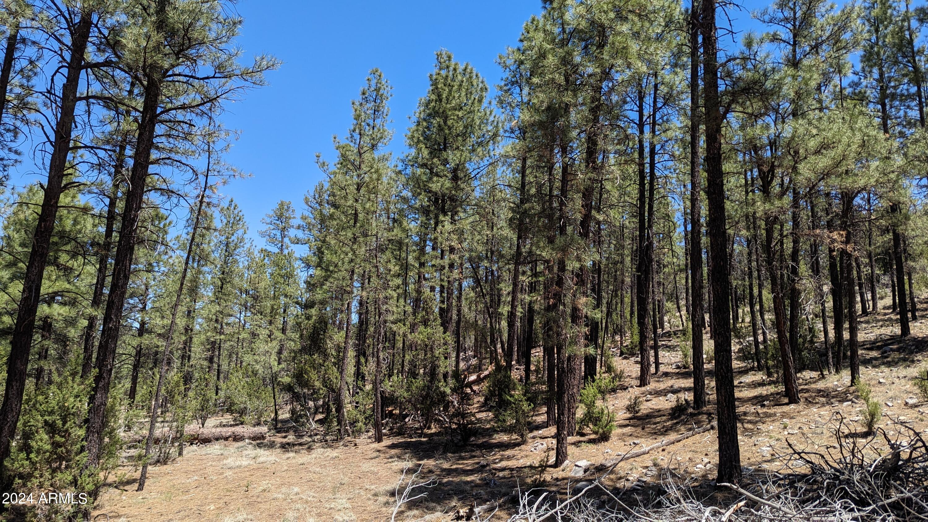2968 Constellation Lane Overgaard, AZ 85933 - Photo 2 of 11 a view of a park with trees