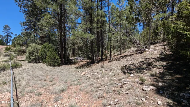 a view of a yard with a tree
