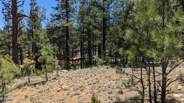 a view of a large tree