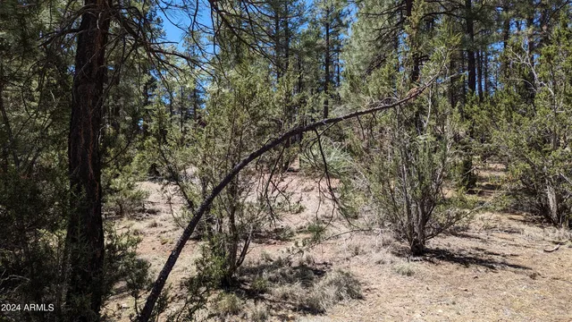 a view of a yard with large trees