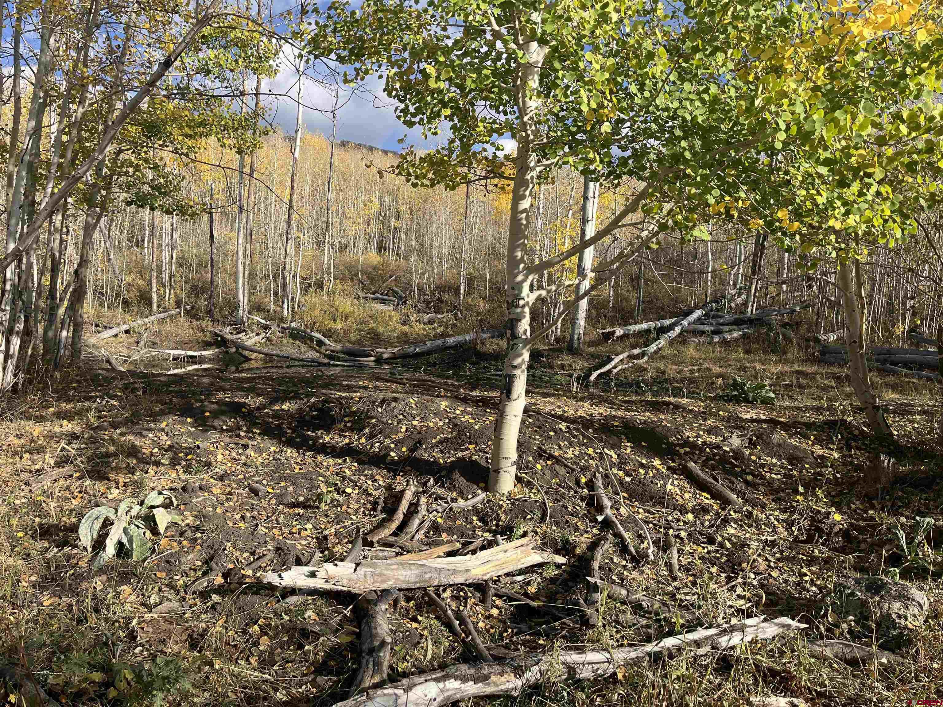 Tbd Q 72 Road Montrose, CO 81401 - Photo 2 of 12 a view of a tree with the trees