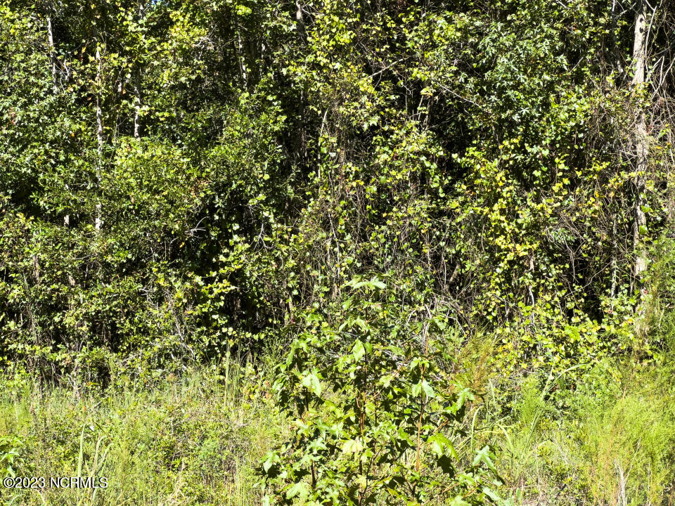 0 Trinity Church Road Magnolia, NC 28453 - Photo 44 of 47 44