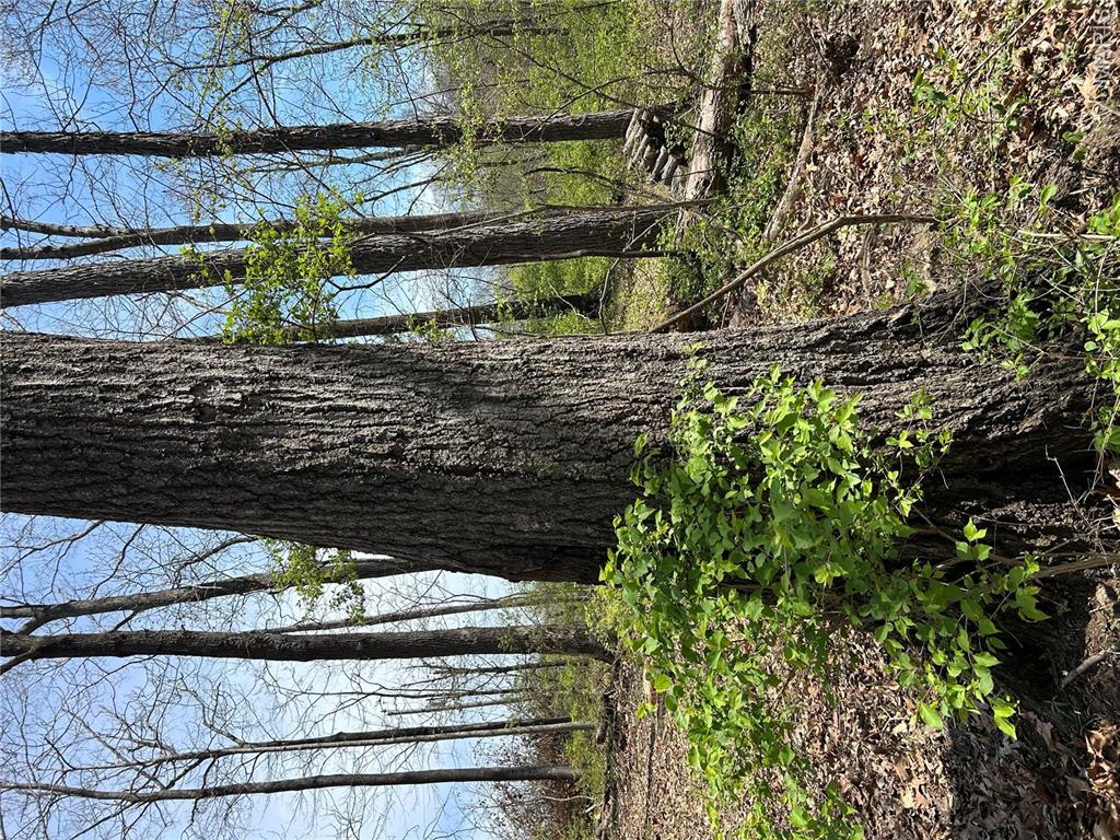 0 Metcalf Road Iuka, IL 62849 - Photo 14 of 37